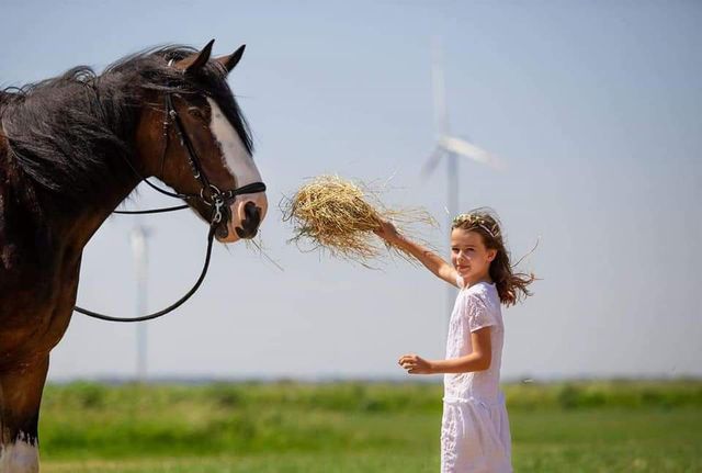 Współdzierżawa  Shire Horse