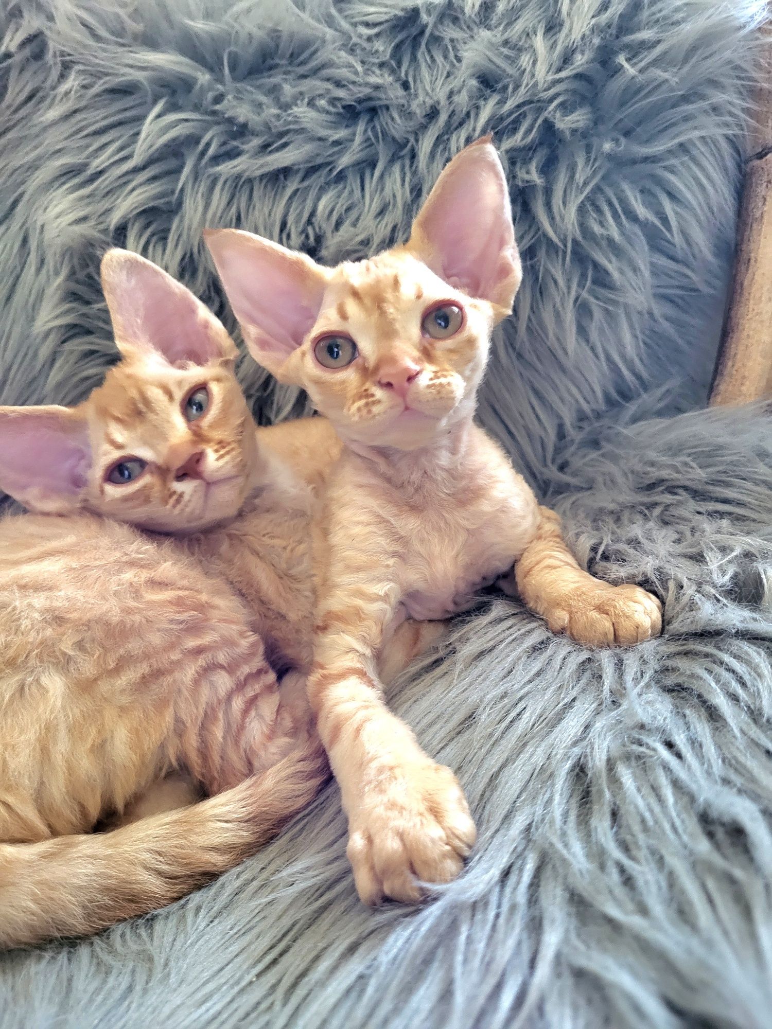 Devon rex  cudowny kocurek FPL