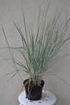 wydmuchrzyca piaskowa, nadmorska 30-40 cm