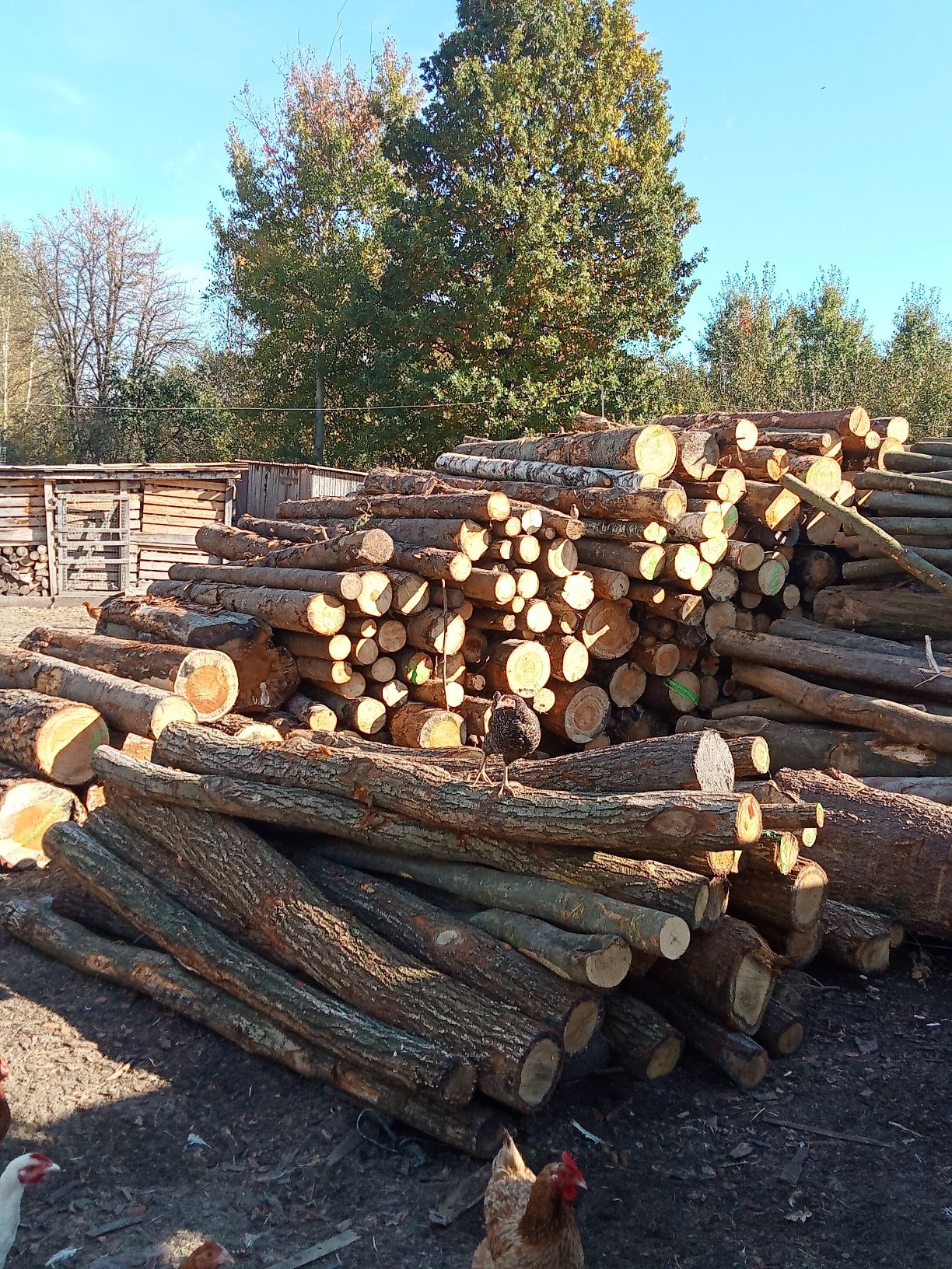 Drewno opałowe i kominkowe