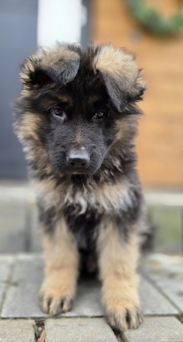 Owczarek niemiecki długowłosy