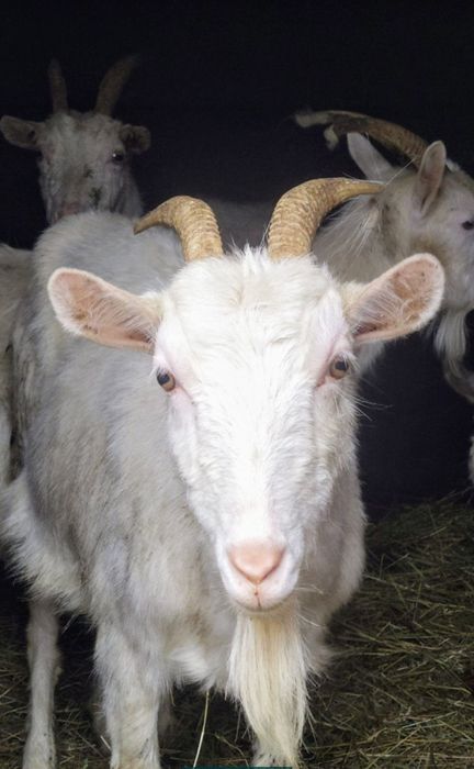 Кози Полтавськоі породи