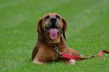 WERKA- do adopcji