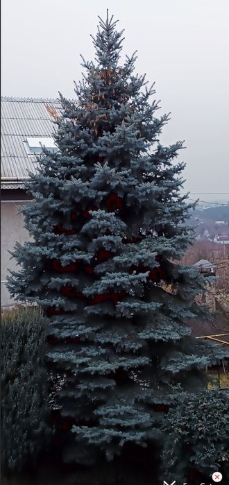 Велика жива ялинка 10–12 м для новорічних свят, ярмарків, закладів