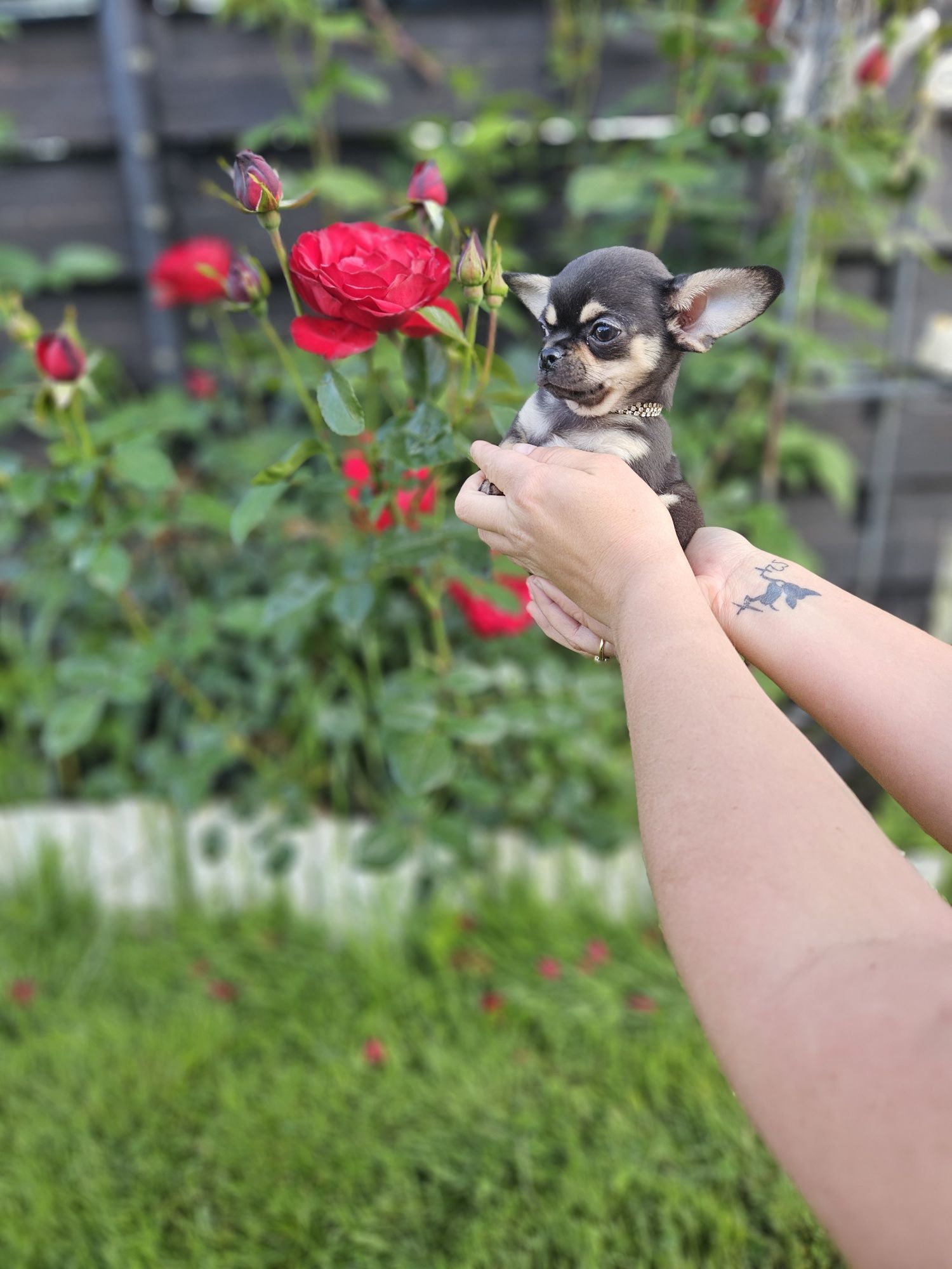 Piesek chihuahua 12 tyg