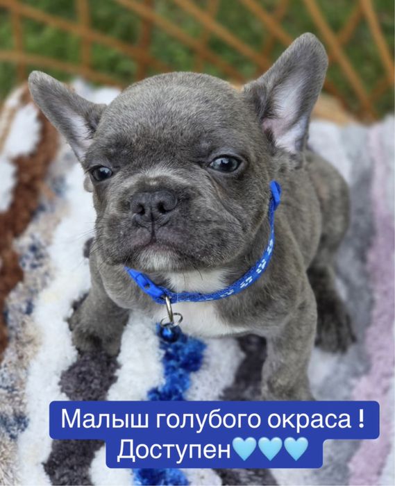 Голубенький малыш французик с родословной