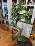 Fikus Bonsai ginger Z 75 cm.