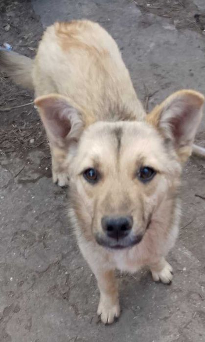 Отдам в хорошие руки щенков-подростков.