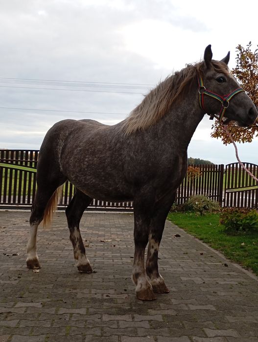 Źrebica siwa sprzedam-zamienie