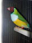 Diamantes gold cor verde