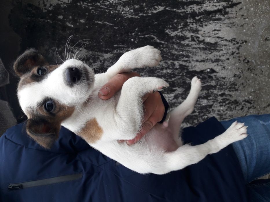 Терьер Мальчики и Девочки