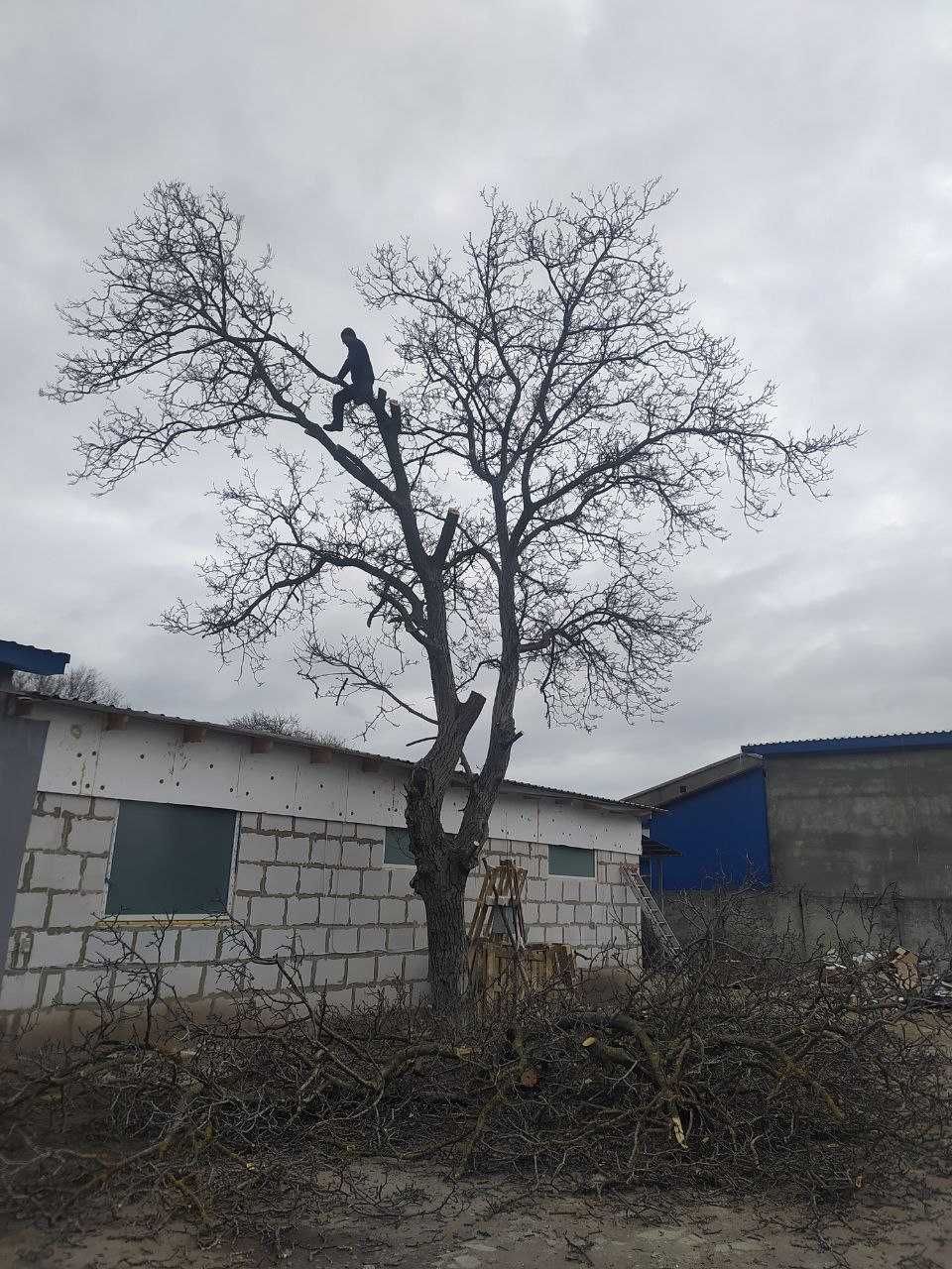 Спилим обрежем ветки и деревья любой сложности, аккуратно и недорого.