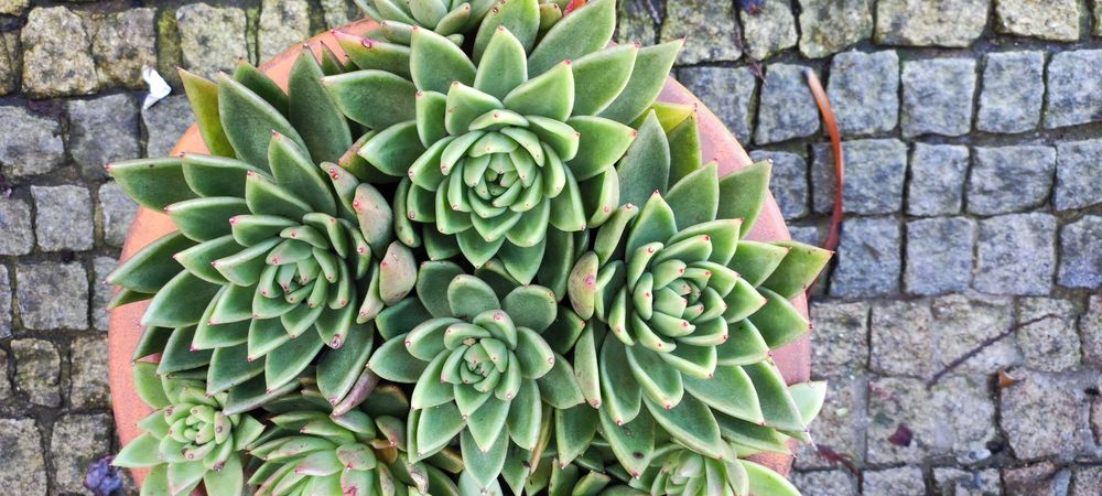 Linda suculenta, duas qualidades.