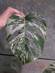 Monstera variegata, rosnąca sadzonka!