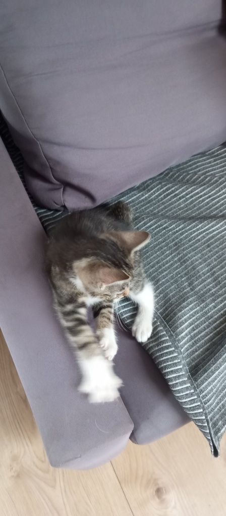 Kot kotek kocurek
