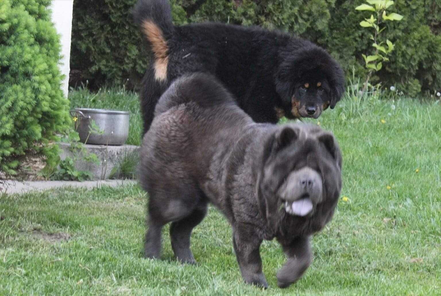 Chow chow ekstra klasa szczeniak blue