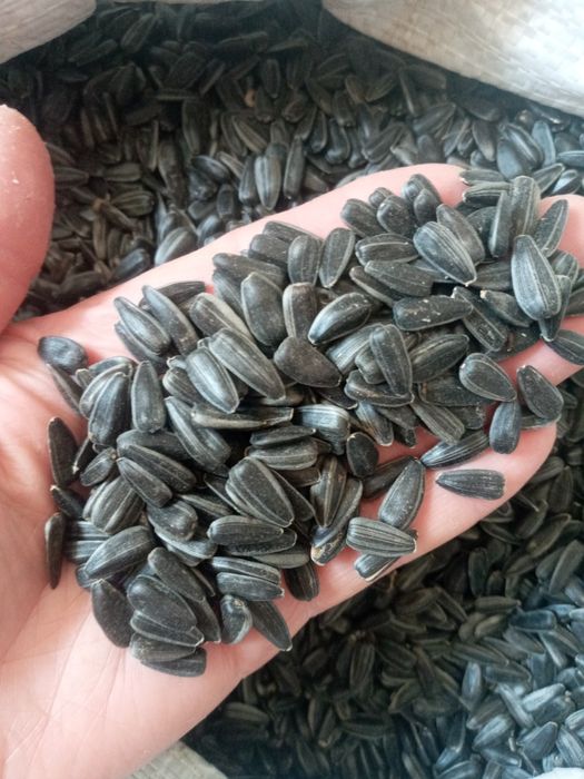 Семечка подсолнуха для жарки очищеная, просеяная 100 грн/кг.