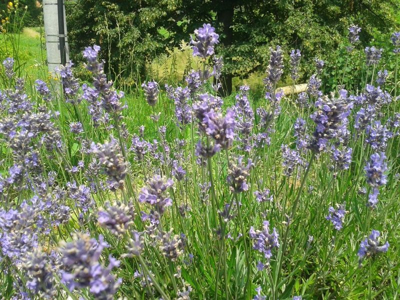 ~Lawenda wąskolistna Mrozoodporna Ładne sadzonki!! Tanio Wysyłka