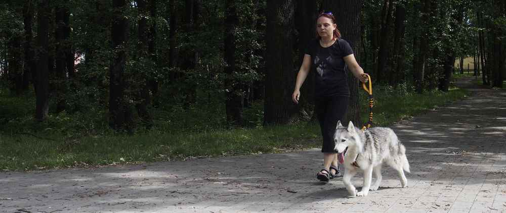HIFICA Krótka Smycz Amortyzowana dla Psa SOFT WALK 0.8 PA 65 + Karab.8