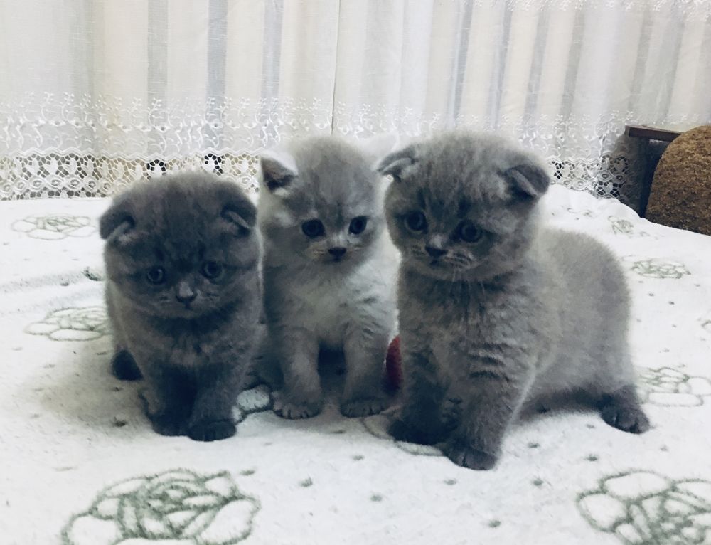 Шотландські кошенята / Шотландські котята / Scottish fold/straight