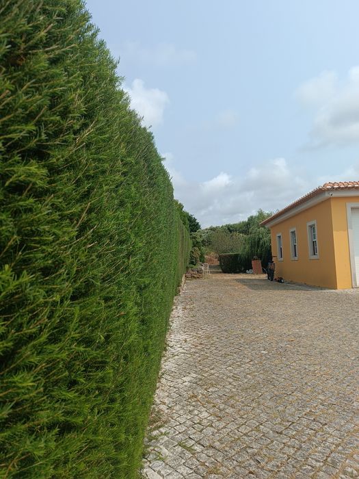 Disponível jardineiro particular para cuidar do seu espaço