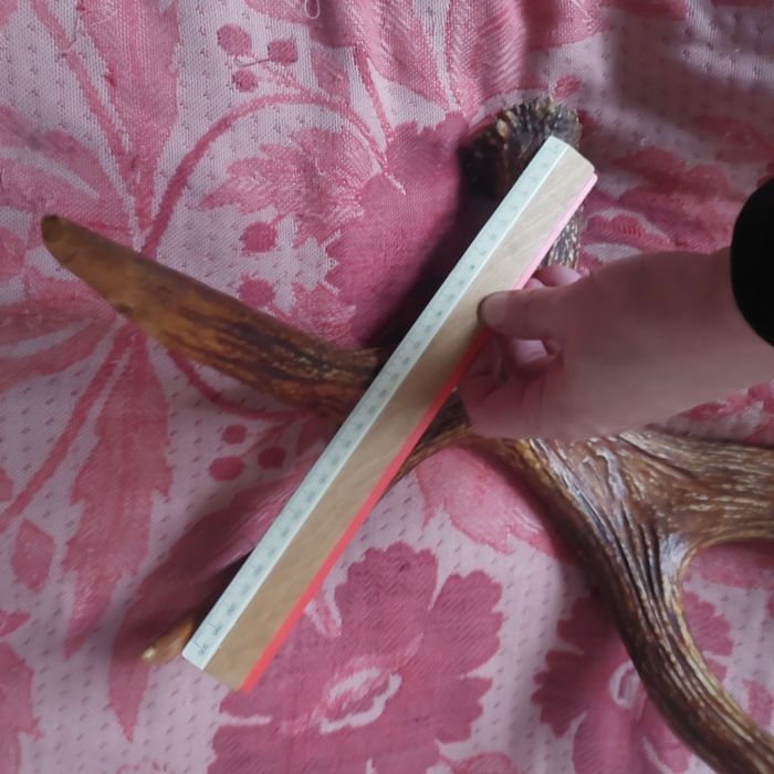 Рога оленя в гарному стані