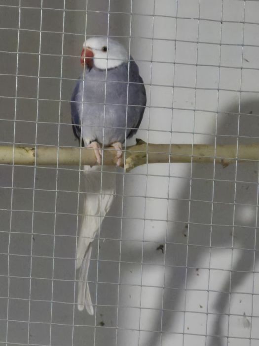 Aleksandretta obrożna