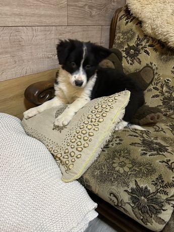 Suczka Border Collie z rodowodem