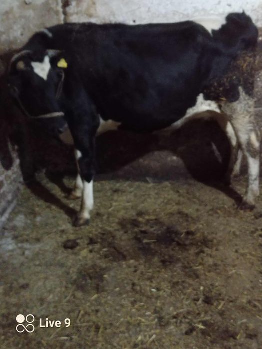 Oferuję jałówkę cielną.