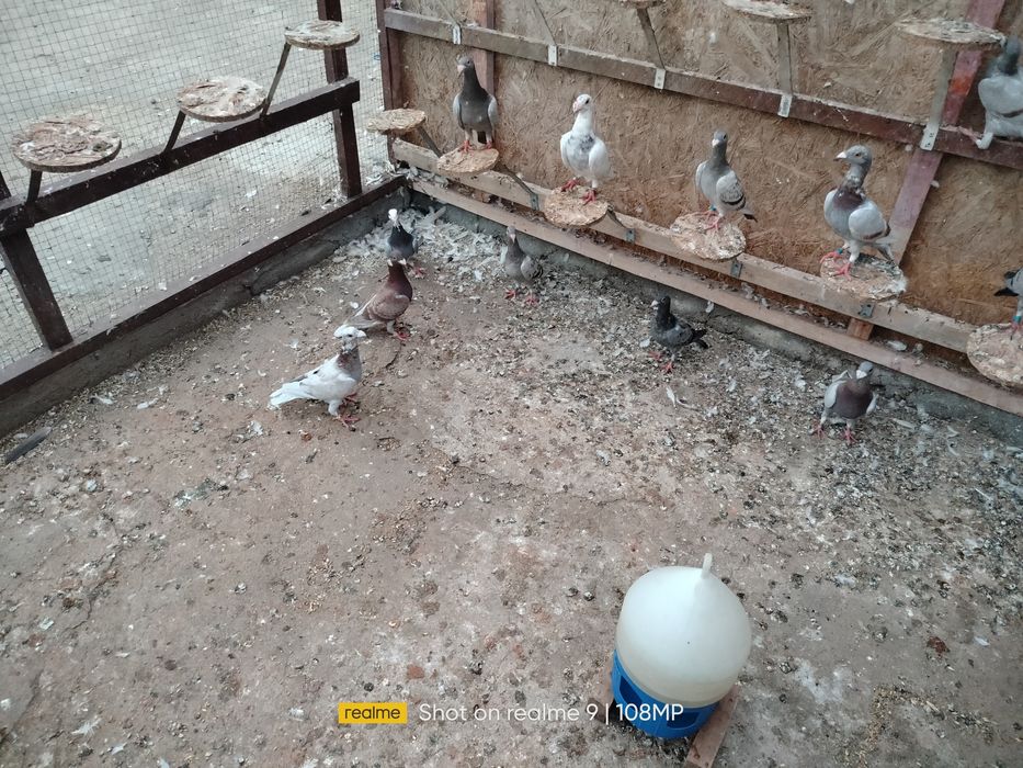 Gołębie rzeszowskie