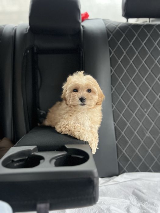 У нас найкращі Мальтипу f1