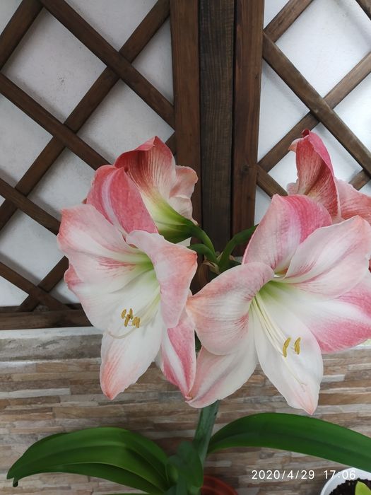 Vendo Amaryllis em vaso.