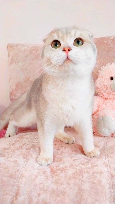 Скоттиш фолд мальчик милашка вислоушка