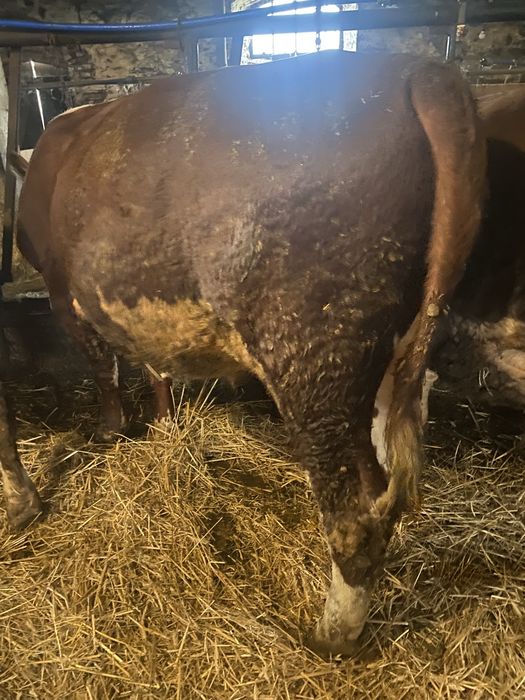 Byki 100% Hereford