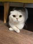 Случка породистого Кота, вислоухий Шотландец(Scottish-Fold)