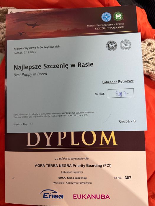 Labrador retriever rodowodowa ZKwP (FCI) wystawowa suczka