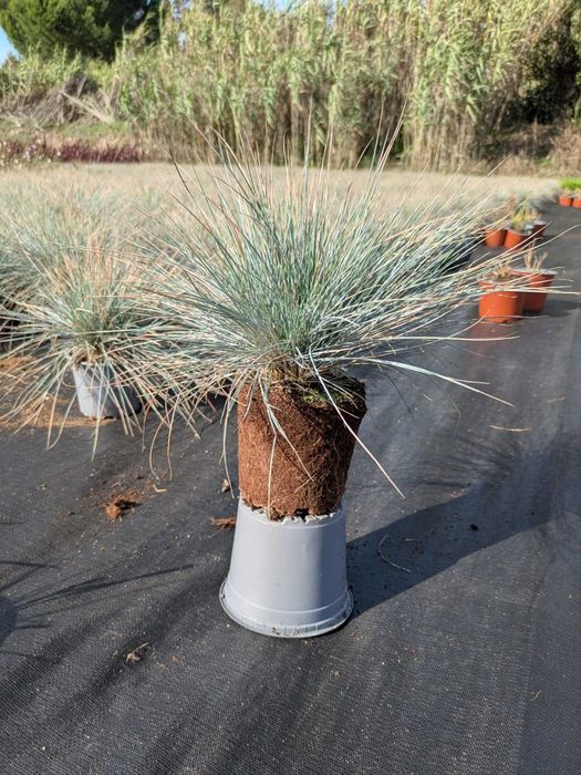 Festuca glauca - V1L