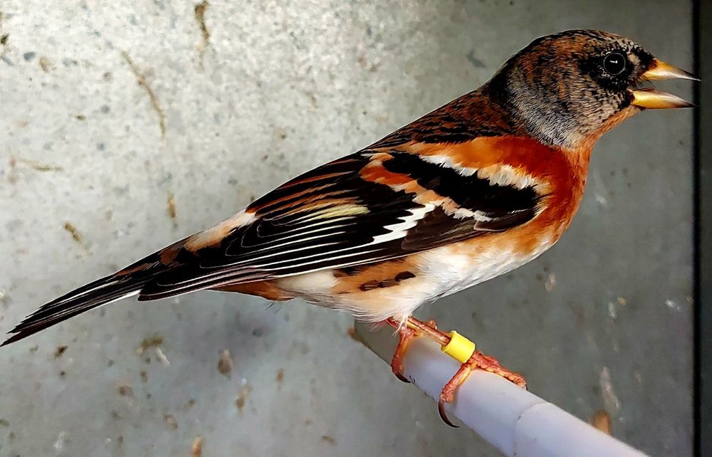 Tentilhão Montês Casal