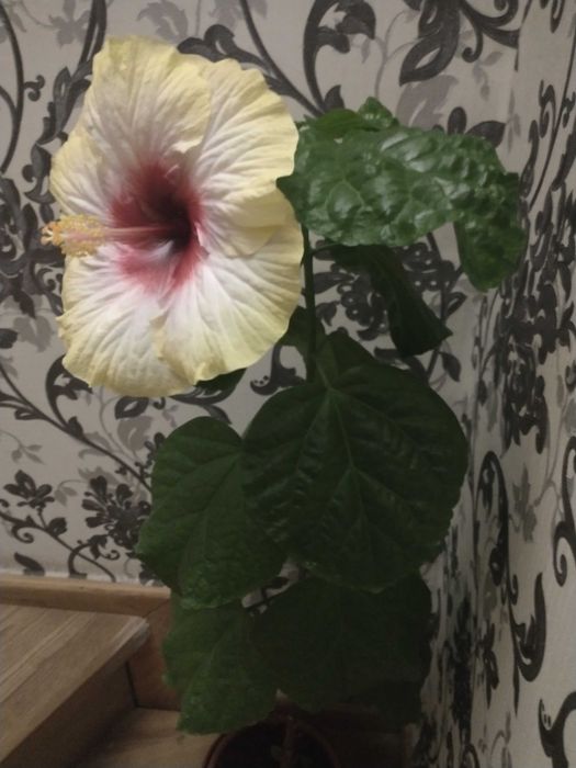 Гібіскус сортовий