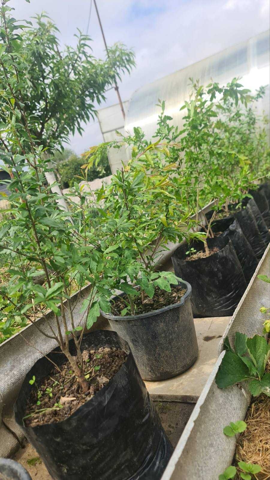 продам саженци граната в контейнер  е вайбер