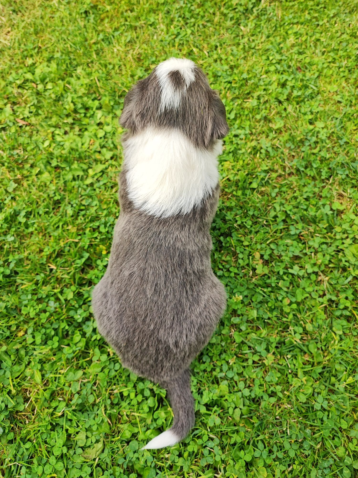 Border Collie Blue & White z niebieskimi oczami – metryka PFH