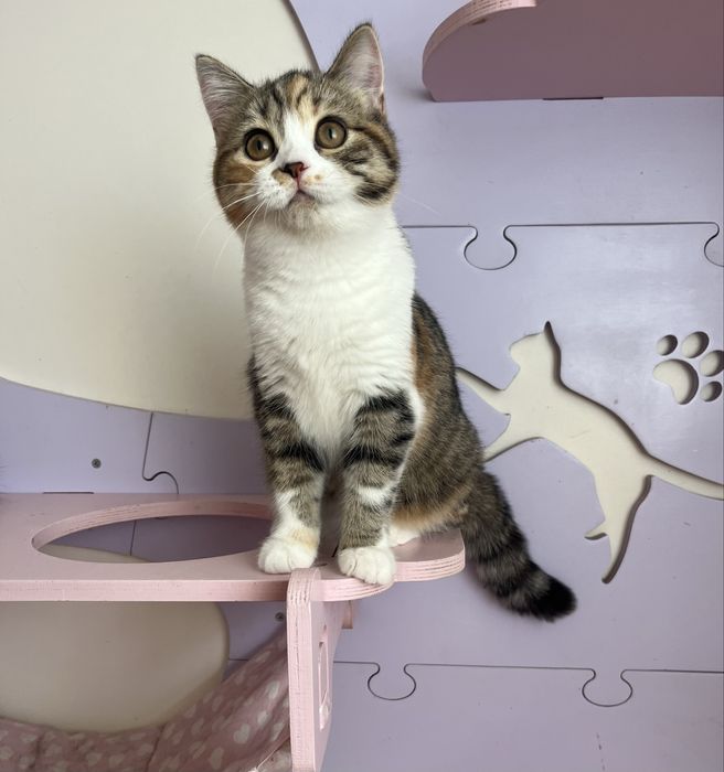 Scottish straight femea