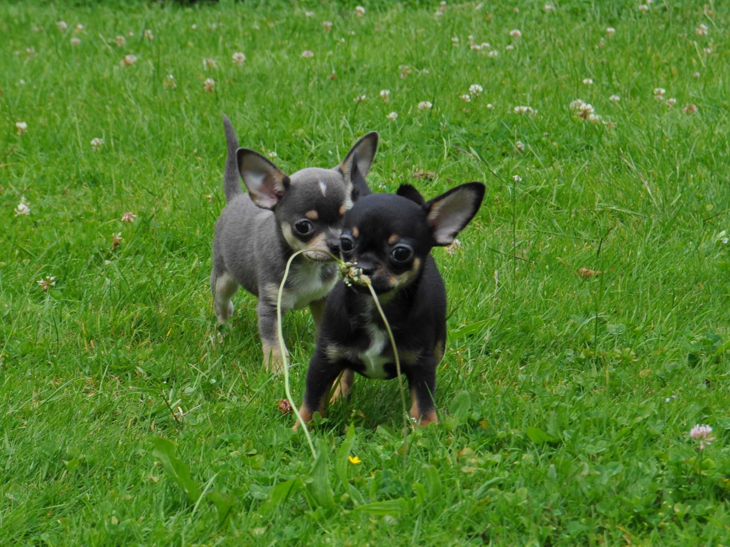 Chihuahua FCI /ZKwP ,piesek błękitny