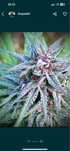 Nasiona marichuany Easy Sativa [20 szt.]