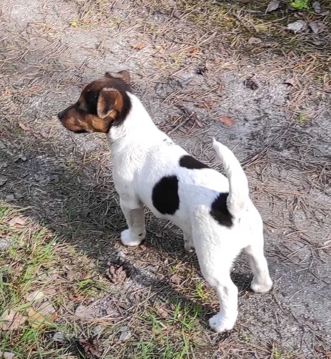 Pies suczka Jack Russell Terrier szczeniak