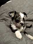 Piesek Chihuahua