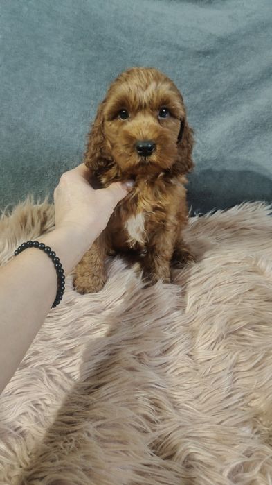 Cockapoo chłopiec z wyprawką