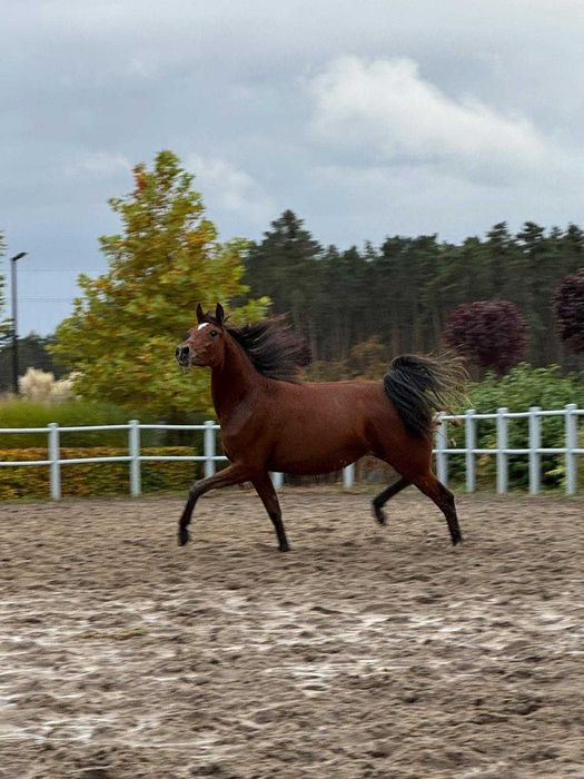 Młoda klacz arabska