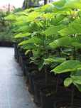 Catalpa Wielkokwiatowa-odstrasza komary