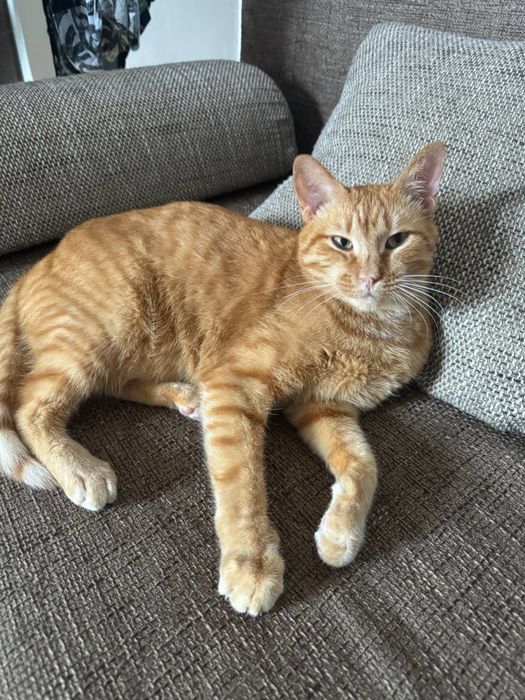 Рудий пухнастий котик рижий котик